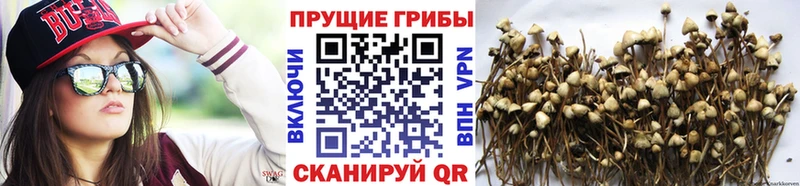 Галлюциногенные грибы GOLDEN TEACHER  Ивангород 